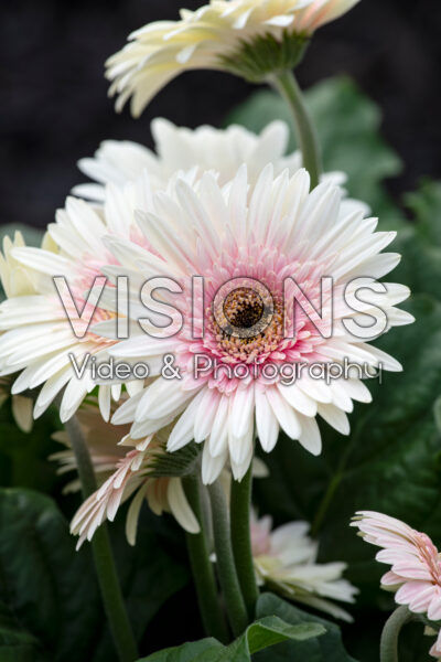Gerbera Joybera Double Milkshake