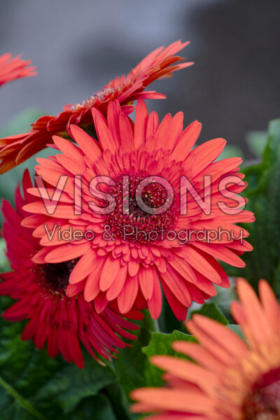 Gerbera Joybera Double Scarlet