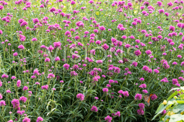 Gomphrena Fireball Pink
