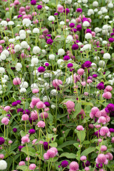 Gomphrena globosa Las Vegas Mix
