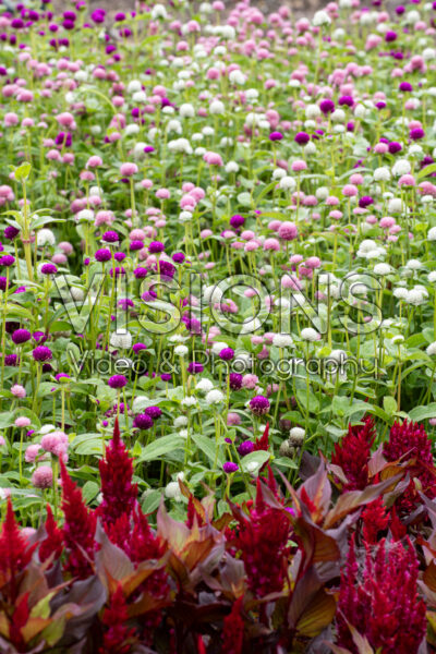 Gomphrena globosa Las Vegas Mix
