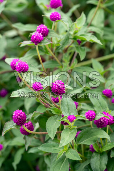 Gomphrena globosa Pinball Purple