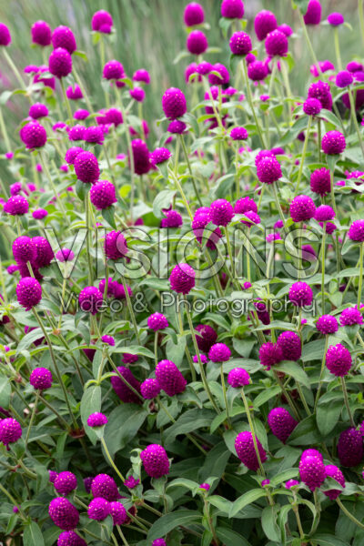Gomphrena globosa Ping Pong Purple