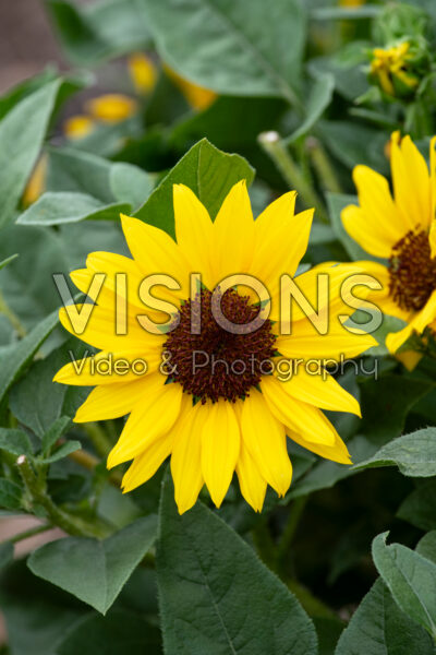 Helianthus annuus Sol Seeker Bee Yellow