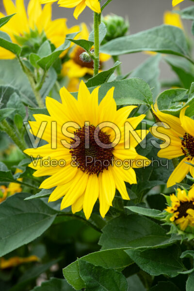 Helianthus annuus Sol Seeker Bee Yellow