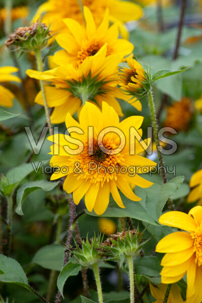 Helianthus annuus Sunfinity® Double Yellow