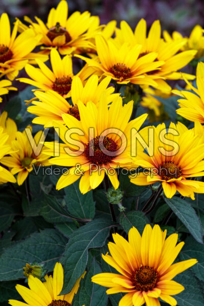 Heliopsis helianthoides Punto Rosso