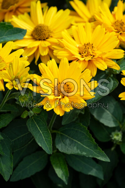 Heliopsis Sole Giatto