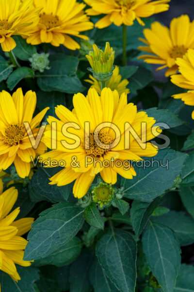 Heliopsis Sole Giatto