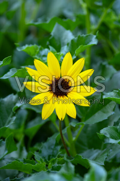 Heliopsis SunMazing Yellow Improved