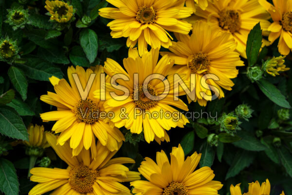 Heliopsis Sunopsis Sunny Heliopsis Sunopsis Sunny