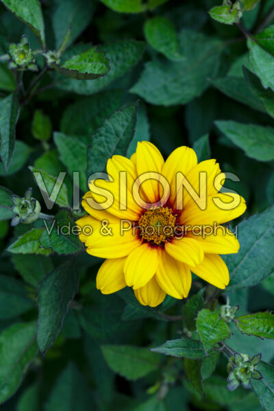 Heliopsis Sunopsis Sunspot Heliopsis Sunopsis Sunspot