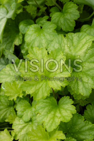 Heuchera Carnival Lime Zest