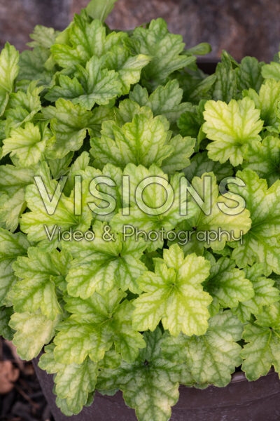 Heuchera Heureka Lord Lime Heuchera Heureka Lord Lime