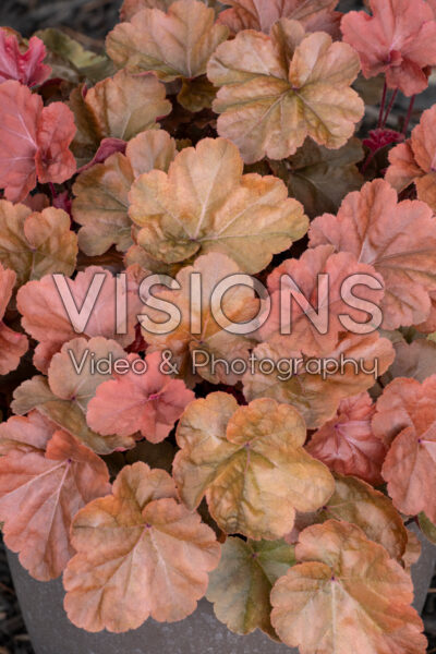 Heuchera Heureka Red Fury 