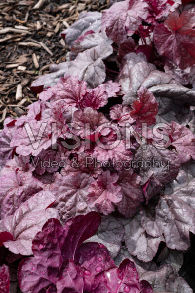 Heuchera Iridescent