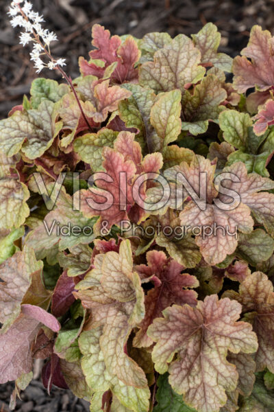 Heucherella Peach Tea 