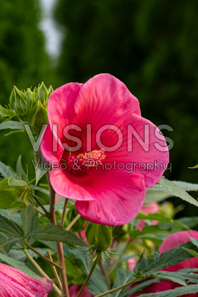 Hibiscus moscheutos Summer Spice® Amaretto