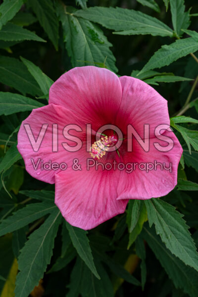 Hibiscus moscheutos Summer Spice® Amaretto