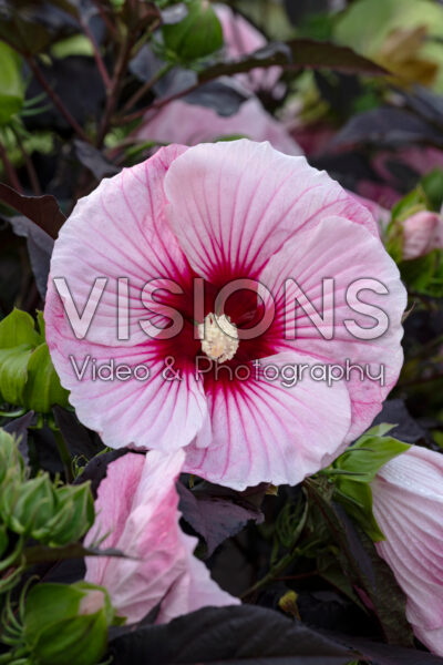 Hibiscus Summerific® Cherry Choco Latte 