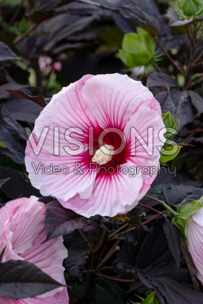 Hibiscus Summerific® Cherry Choco Latte Hibiscus Summerific® Cherry Choco Latte