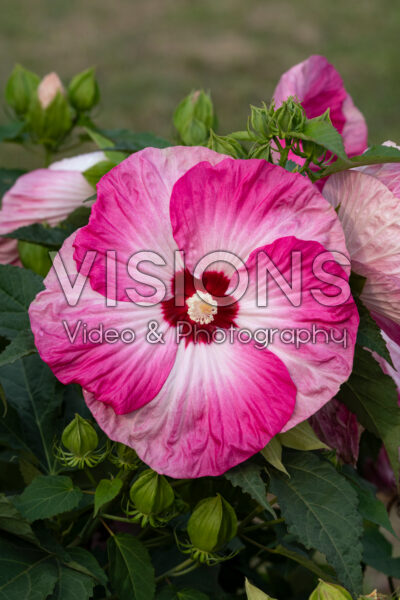 Hibiscus Summerific® Spinderella