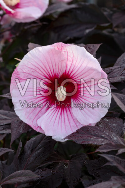 Hibiscus Summerific® Starry Starry Night