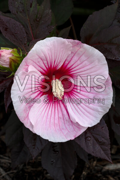 Hibiscus Summerific® Starry Starry Night