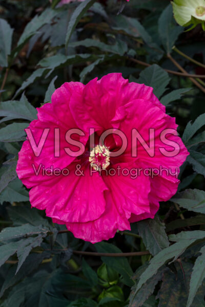 Hibiscus Watermelon Ruffles Hibiscus Watermelon Ruffles