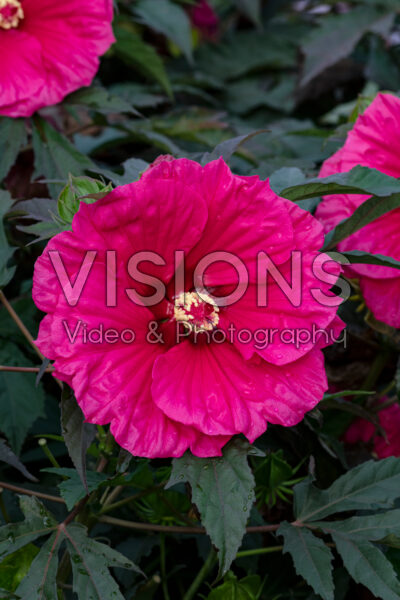 Hibiscus Watermelon Ruffles