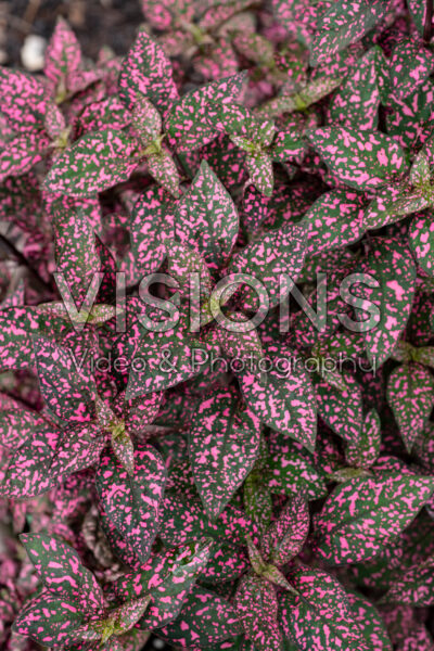 Hypoestes phyllostachya Lotty Dotty Pink