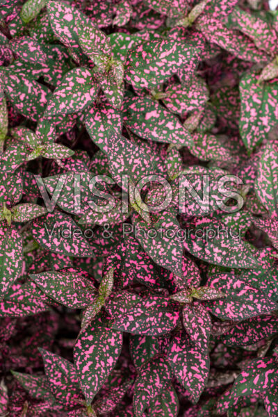 Hypoestes phyllostachya Lotty Dotty Pink