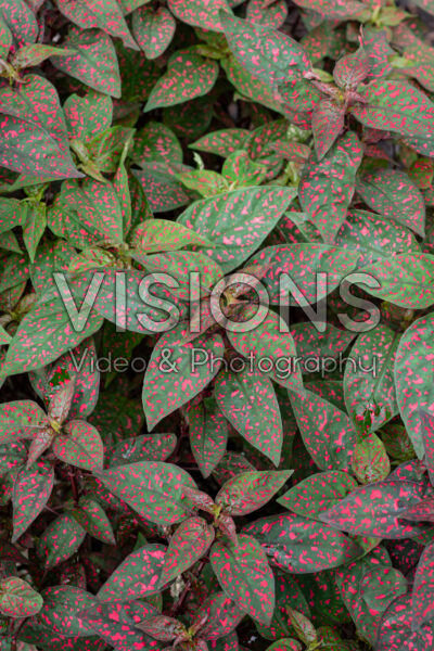 Hypoestes phyllostachya Lotty Dotty Red Hypoestes phyllostachya Lotty Dotty Red