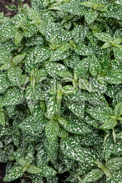 Hypoestes phyllostachya Lotty Dotty White