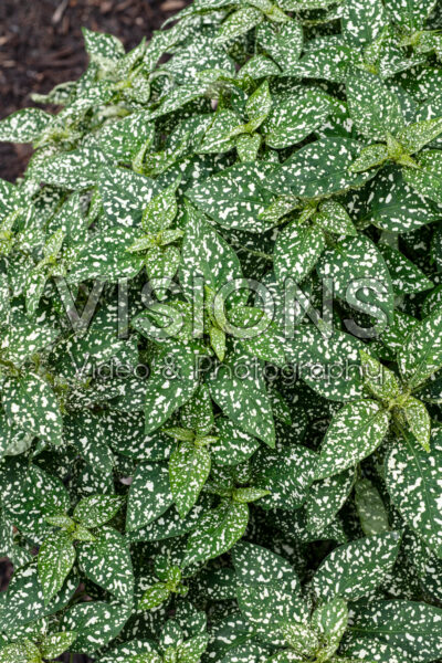 Hypoestes phyllostachya Lotty Dotty White Hypoestes phyllostachya Lotty Dotty White