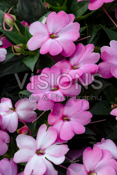 Impatiens SunPatiens® Compact Pink Flash