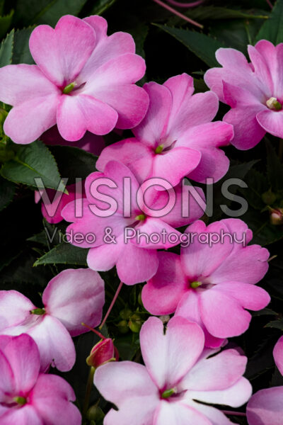 Impatiens SunPatiens® Compact Pink Flash