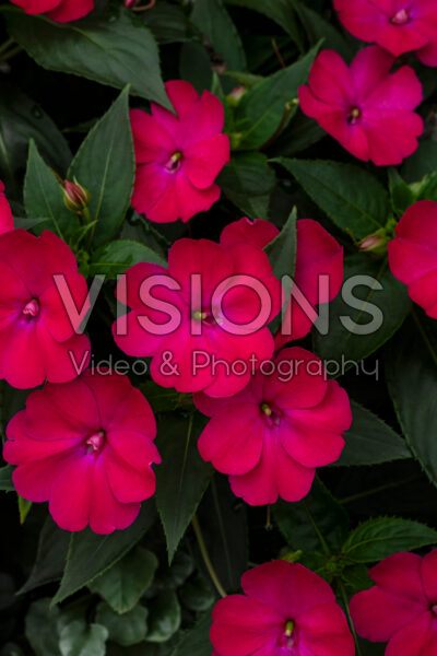 Impatiens SunPatiens® Compact Pink Flash