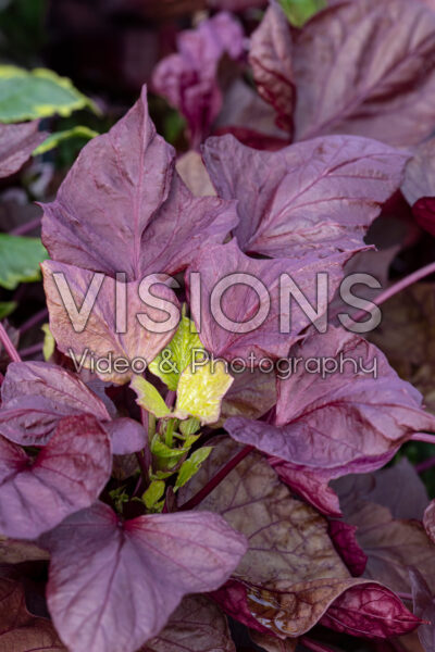 Ipomoea batatas Spotlight™ Red Heart