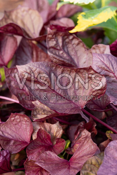 Ipomoea batatas Spotlight™ Red Heart