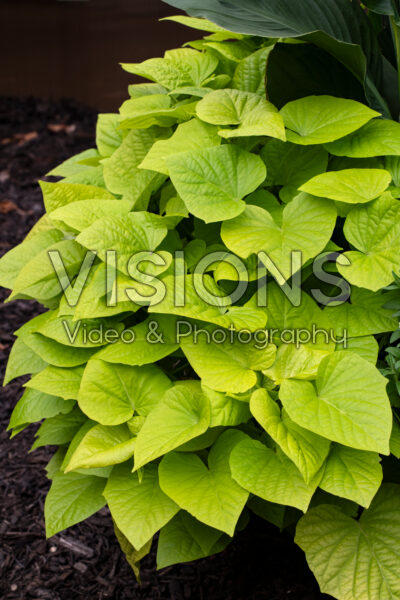 Ipomoea batatas Sweet Georgia Heart Light Green