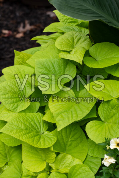 Ipomoea batatas Sweet Georgia Heart Light Green