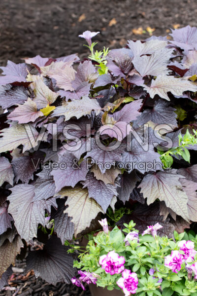 Ipomoea batatas Sweet Georgia Pulse Black