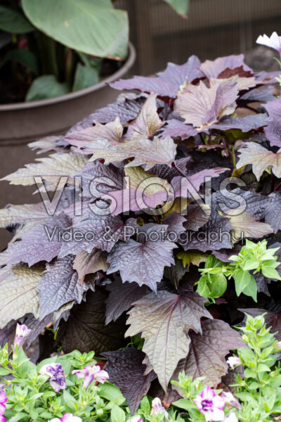 Ipomoea batatas Sweet Georgia Pulse Black Ipomoea batatas Sweet Georgia Pulse Black