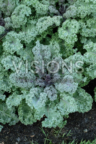 Brassica oleracea Yokohama Red