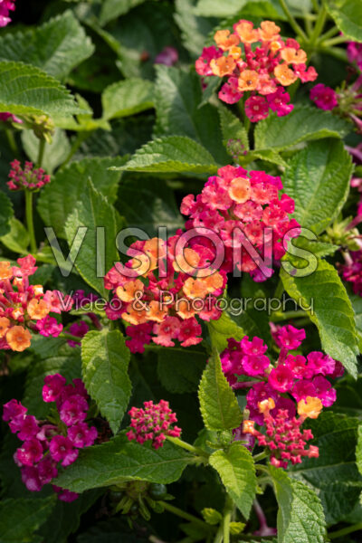 Lantana camara Bandana Cherry Sunrise