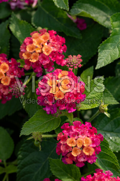 Lantana camara Bandana Cherry Sunrise Lantana camara Bandana Cherry Sunrise