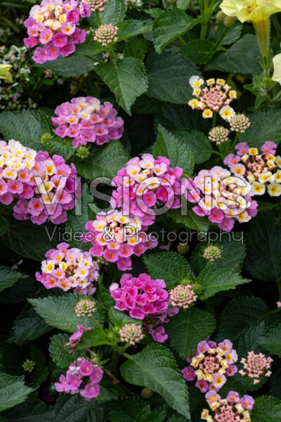 Lantana camara Bandana Pink