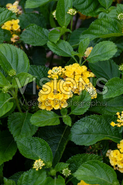 Lantana camara Bandana Yellow