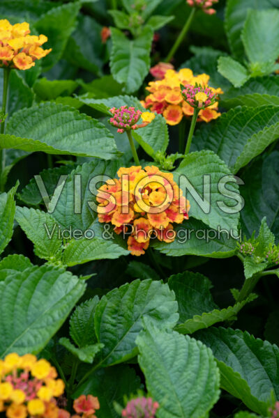 Lantana camara Bandolero Guava Improved